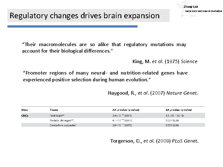 Regulatory changes drives brain expansion “Their macromolecules are so alike that regulatory mutations may