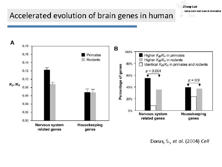 Accelerated evolution of brain genes in human Dorus, S. , et al. (2004) Cell