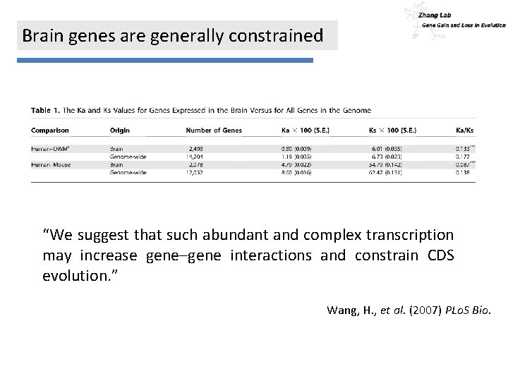 Brain genes are generally constrained “We suggest that such abundant and complex transcription may