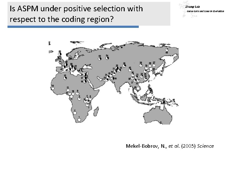 Is ASPM under positive selection with respect to the coding region? Mekel-Bobrov, N. ,