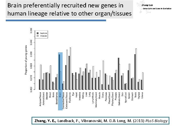Brain preferentially recruited new genes in human lineage relative to other organ/tissues Zhang, Y.
