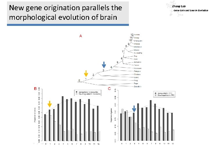 New gene origination parallels the morphological evolution of brain 