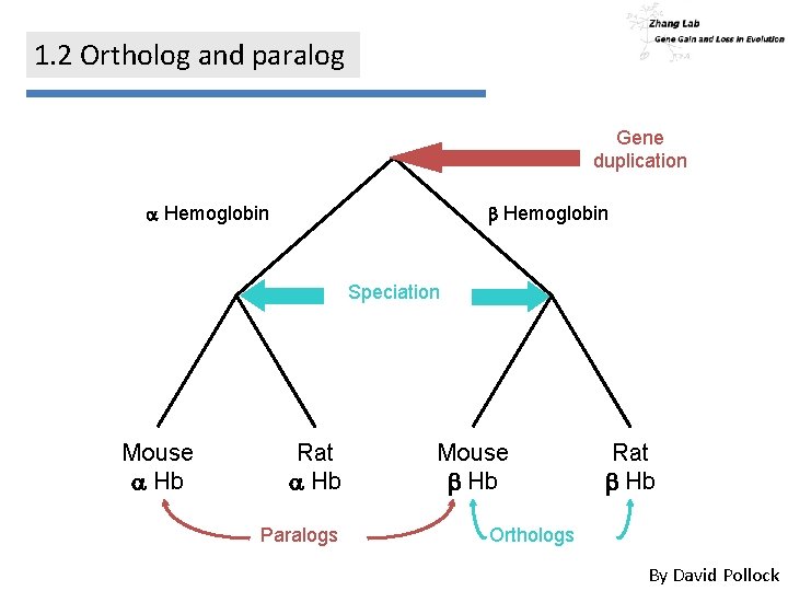 1. 2 Ortholog and paralog Gene duplication a Hemoglobin b Hemoglobin Speciation Mouse a