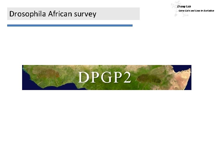 Drosophila African survey 