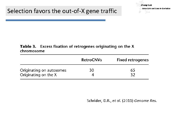 Selection favors the out-of-X gene traffic Schrider, D. R. , et al. (2011) Genome