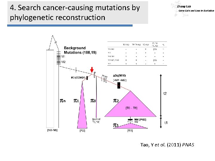 4. Search cancer-causing mutations by phylogenetic reconstruction Tao, Y et al. (2011) PNAS 