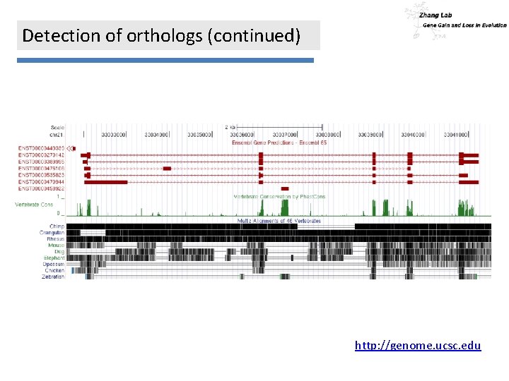 Detection of orthologs (continued) http: //genome. ucsc. edu 
