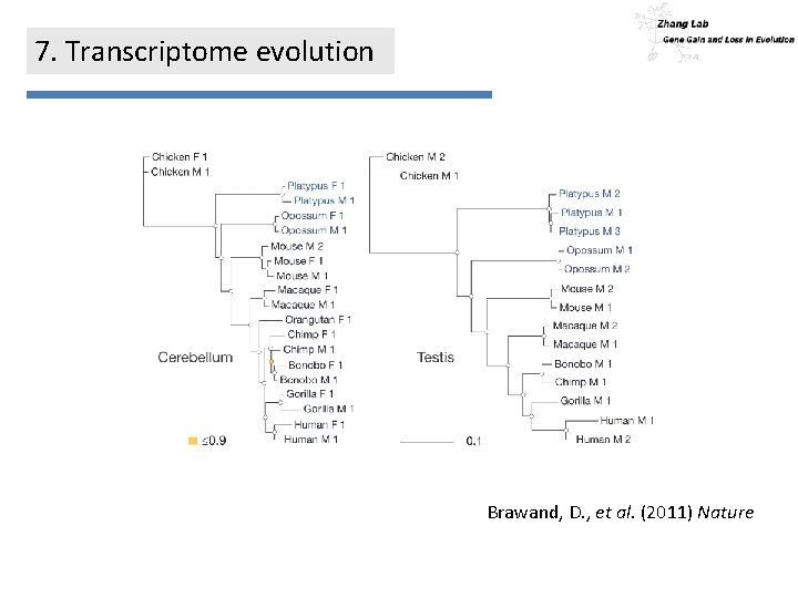 7. Transcriptome evolution Brawand, D. , et al. (2011) Nature 