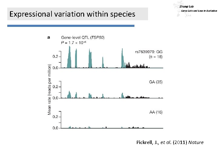 Expressional variation within species Pickrell, J. , et al. (2011) Nature 