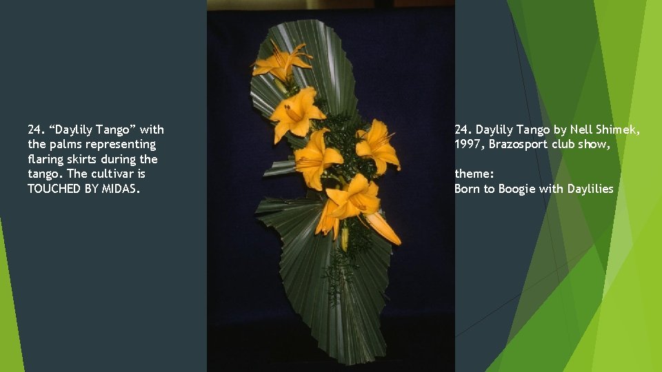 24. “Daylily Tango” with the palms representing flaring skirts during the tango. The cultivar