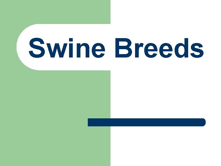 Swine Breeds 