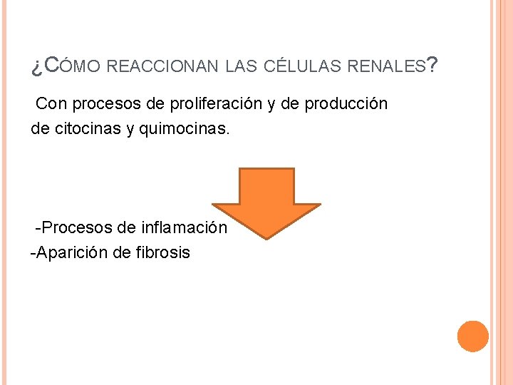 ¿CÓMO REACCIONAN LAS CÉLULAS RENALES? Con procesos de proliferación y de producción de citocinas