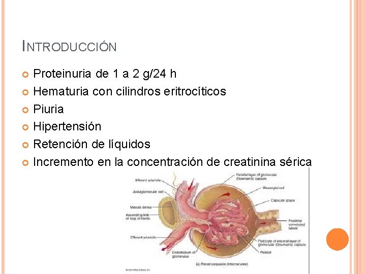 INTRODUCCIÓN Proteinuria de 1 a 2 g/24 h Hematuria con cilindros eritrocíticos Piuria Hipertensión