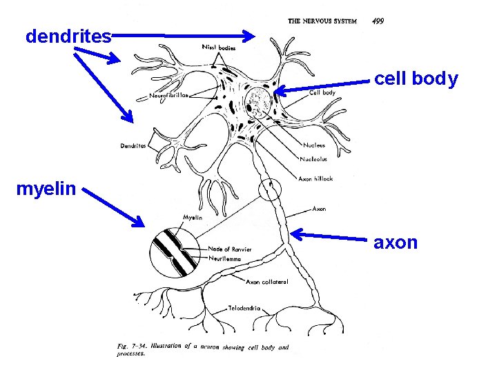 dendrites cell body myelin axon 