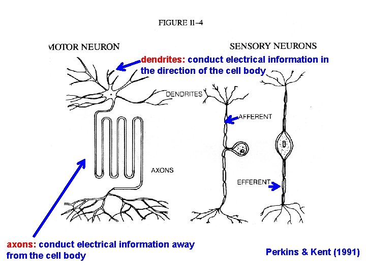 dendrites: conduct electrical information in the direction of the cell body axons: conduct electrical