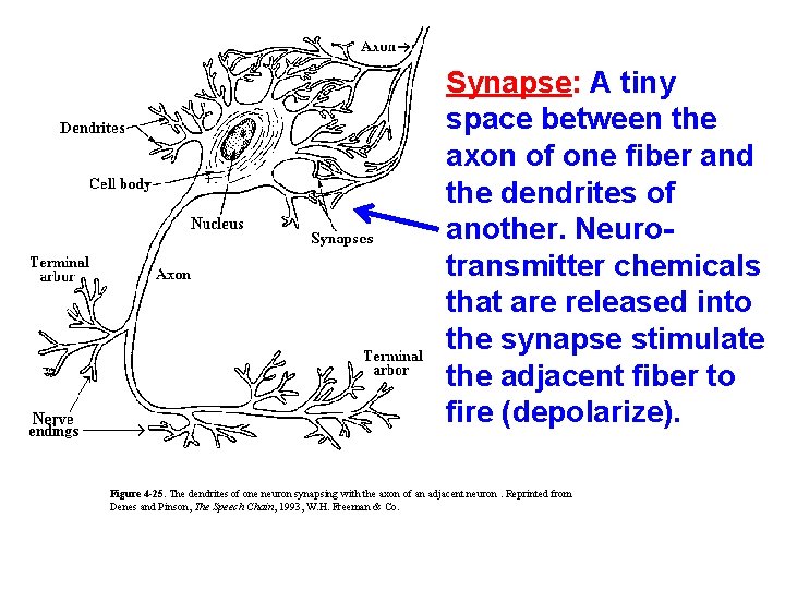 Synapse: A tiny space between the axon of one fiber and the dendrites of
