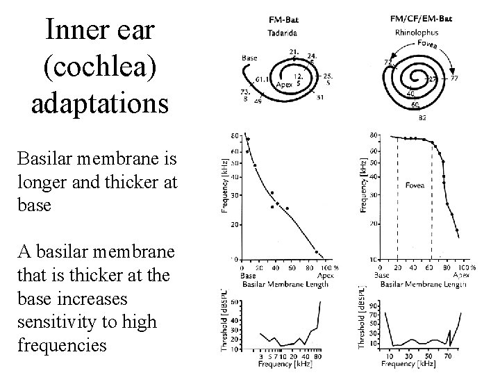 Inner ear (cochlea) adaptations Basilar membrane is longer and thicker at base A basilar