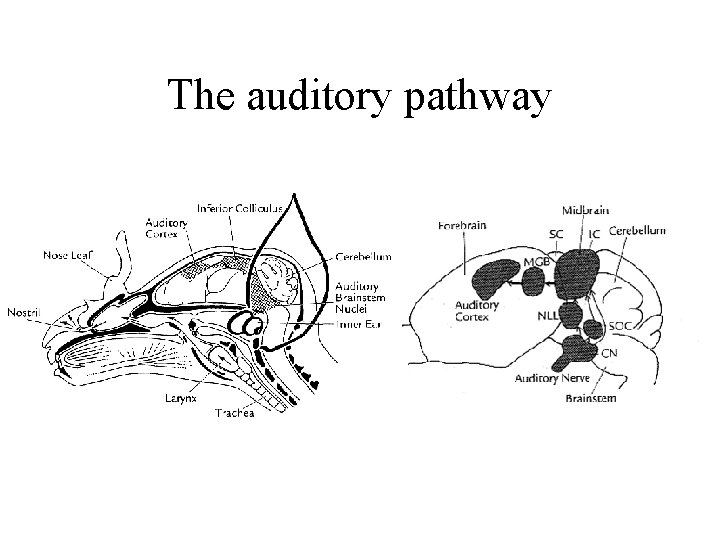 The auditory pathway 