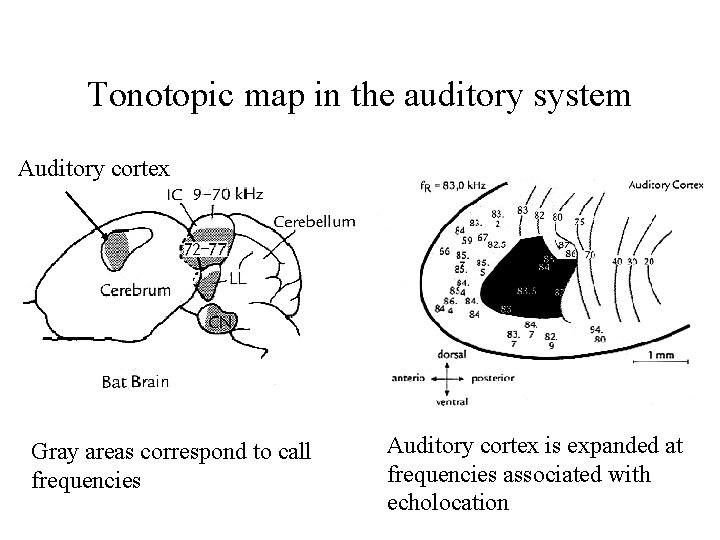 Tonotopic map in the auditory system Auditory cortex Gray areas correspond to call frequencies