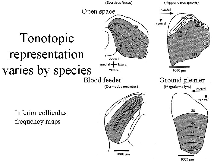 Open space Tonotopic representation varies by species Blood feeder Inferior colliculus frequency maps Ground