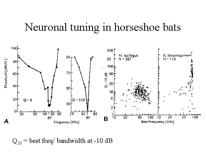 Neuronal tuning in horseshoe bats Q 10 = best freq/ bandwidth at -10 d.