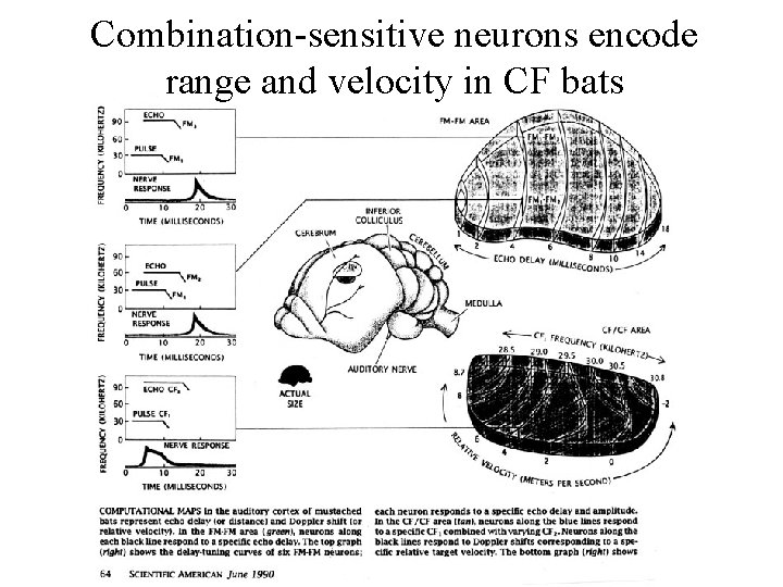 Combination-sensitive neurons encode range and velocity in CF bats 