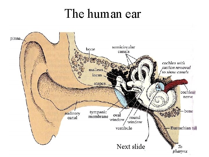 The human ear Next slide 