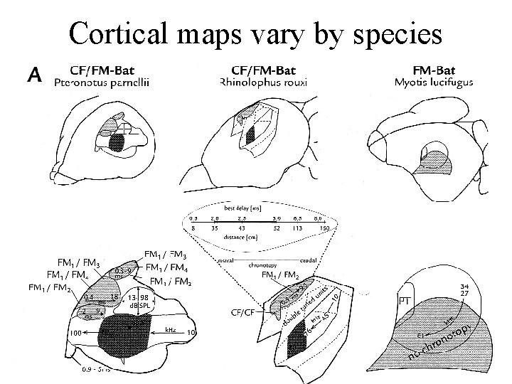 Cortical maps vary by species 