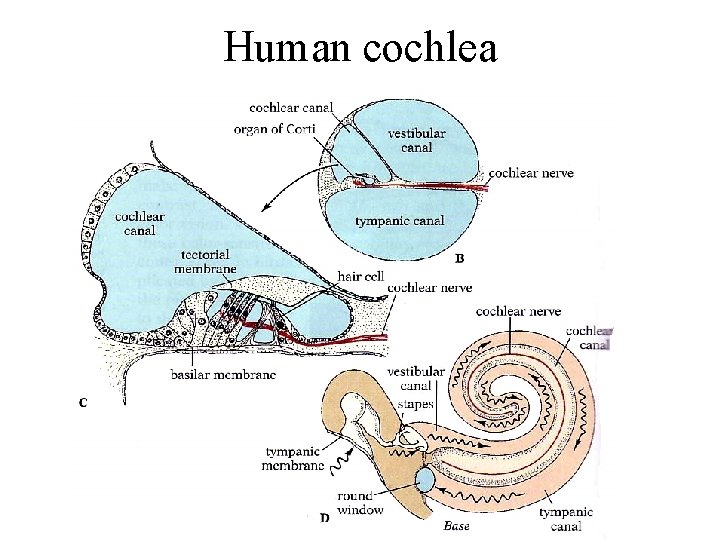 Human cochlea 