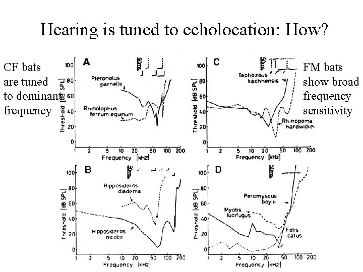 Hearing is tuned to echolocation: How? CF bats are tuned to dominant frequency FM