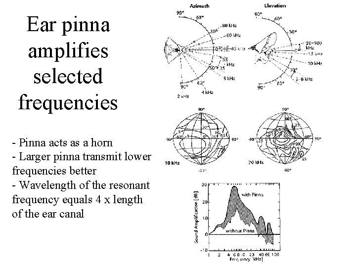 Ear pinna amplifies selected frequencies - Pinna acts as a horn - Larger pinna