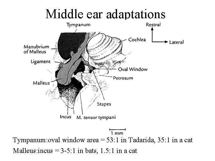 Middle ear adaptations Tympanum: oval window area = 53: 1 in Tadarida, 35: 1
