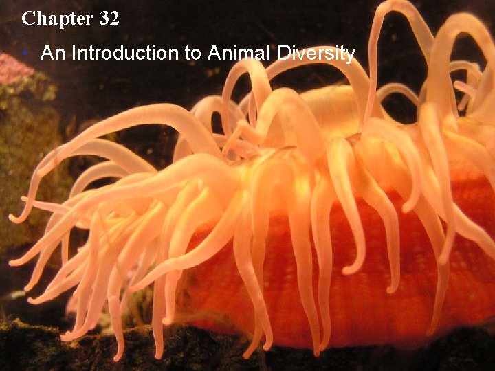 Chapter 32 • An Introduction to Animal Diversity Copyright © 2005 Pearson Education, Inc.