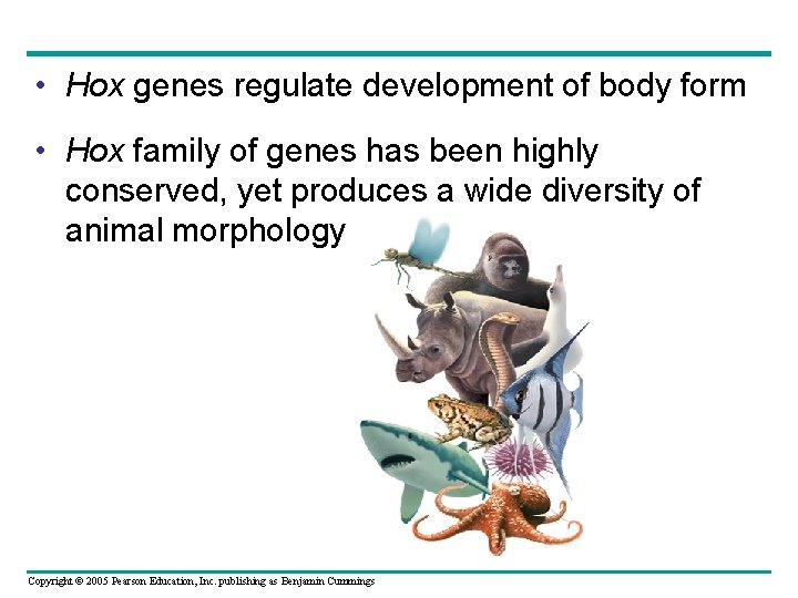  • Hox genes regulate development of body form • Hox family of genes