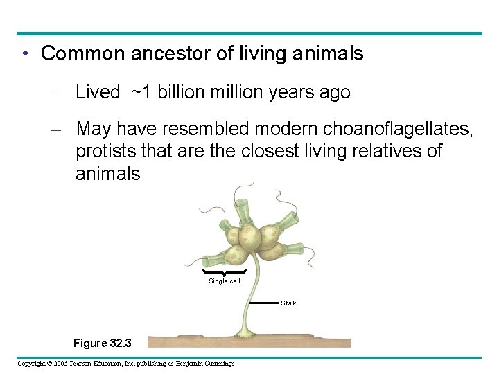  • Common ancestor of living animals – Lived ~1 billion million years ago