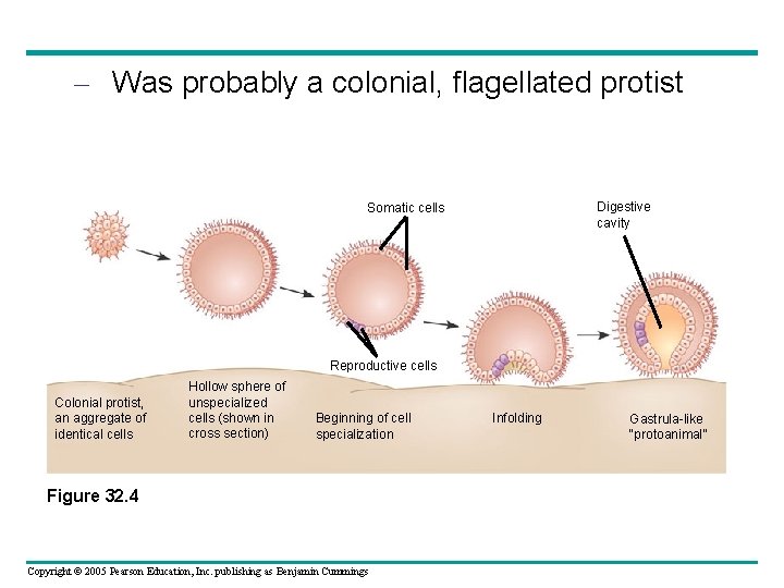 – Was probably a colonial, flagellated protist Digestive cavity Somatic cells Reproductive cells Colonial