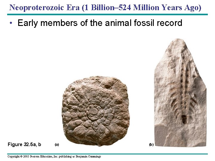 Neoproterozoic Era (1 Billion– 524 Million Years Ago) • Early members of the animal