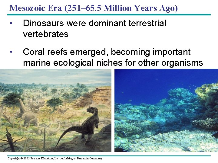 Mesozoic Era (251– 65. 5 Million Years Ago) • Dinosaurs were dominant terrestrial vertebrates