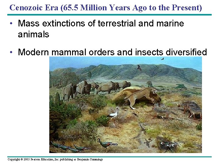 Cenozoic Era (65. 5 Million Years Ago to the Present) • Mass extinctions of