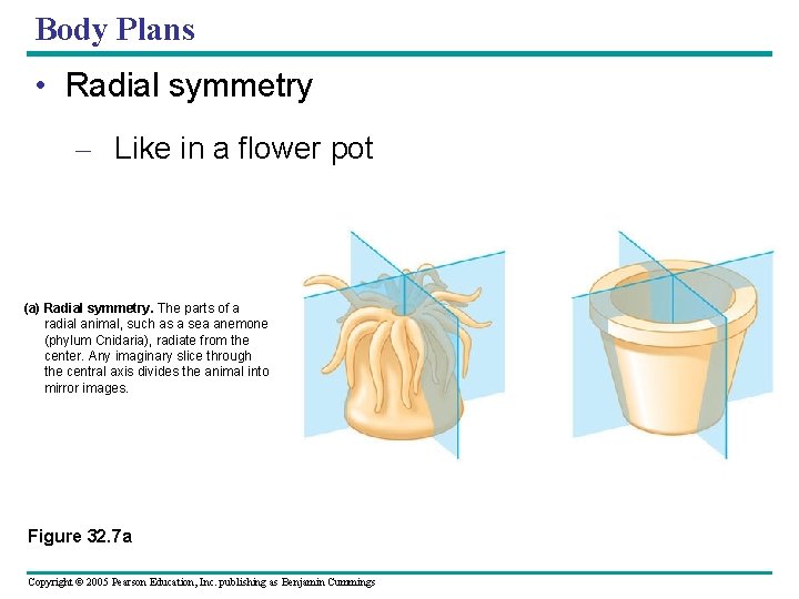 Body Plans • Radial symmetry – Like in a flower pot (a) Radial symmetry.