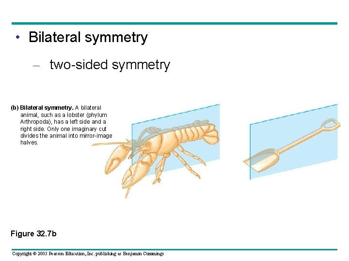  • Bilateral symmetry – two-sided symmetry (b) Bilateral symmetry. A bilateral animal, such