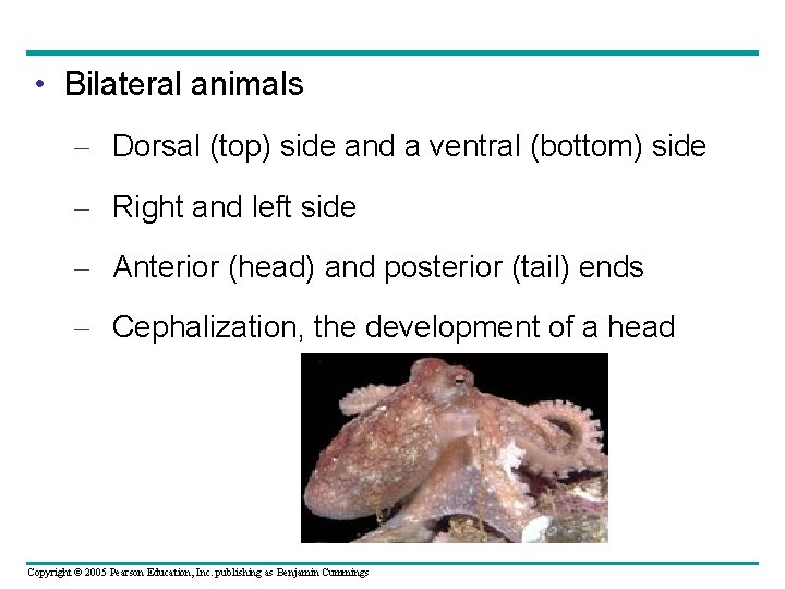  • Bilateral animals – Dorsal (top) side and a ventral (bottom) side –