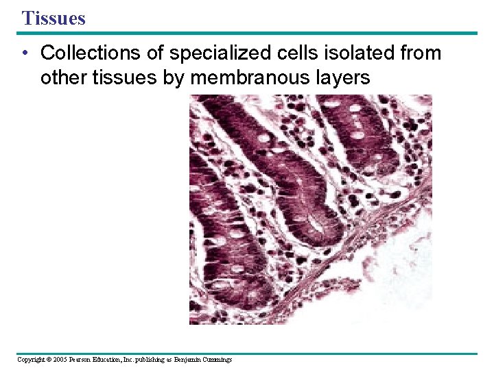 Tissues • Collections of specialized cells isolated from other tissues by membranous layers Copyright