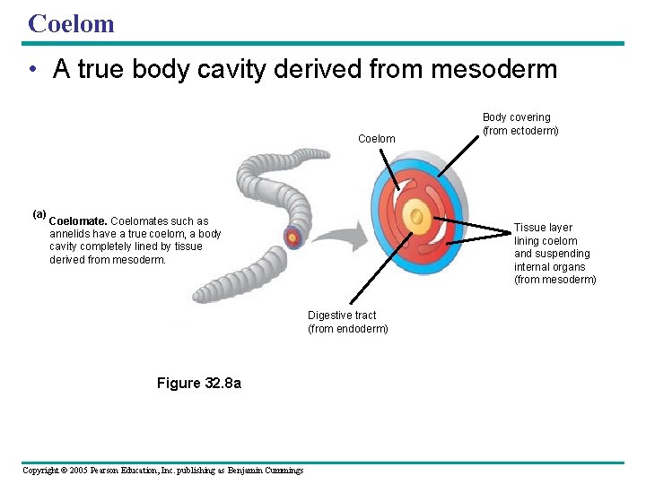 Coelom • A true body cavity derived from mesoderm Coelom (a) Coelomates such as