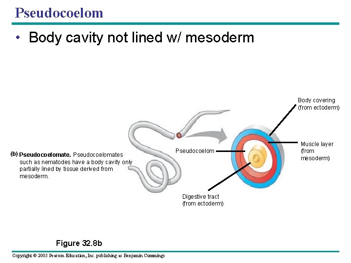 Pseudocoelom • Body cavity not lined w/ mesoderm Body covering (from ectoderm) (b) Pseudocoelomates