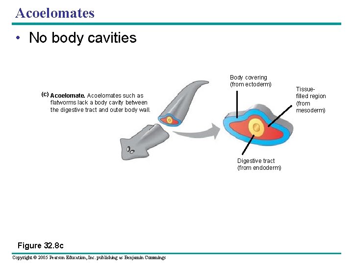 Acoelomates • No body cavities Body covering (from ectoderm) (c) Acoelomates such as flatworms
