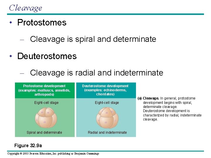 Cleavage • Protostomes – Cleavage is spiral and determinate • Deuterostomes – Cleavage is