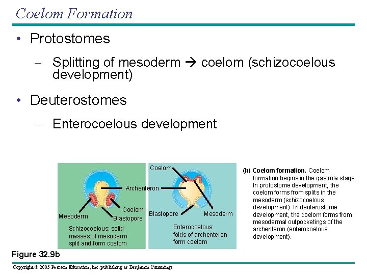 Coelom Formation • Protostomes – Splitting of mesoderm coelom (schizocoelous development) • Deuterostomes –