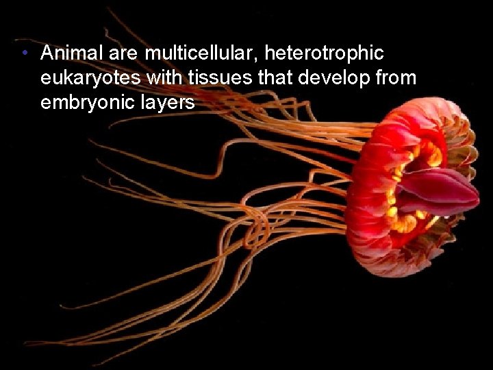  • Animal are multicellular, heterotrophic eukaryotes with tissues that develop from embryonic layers