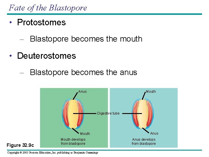 Fate of the Blastopore • Protostomes – Blastopore becomes the mouth • Deuterostomes –